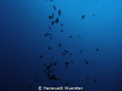 Fish silhouettes in deep blue by Hansruedi Wuersten 